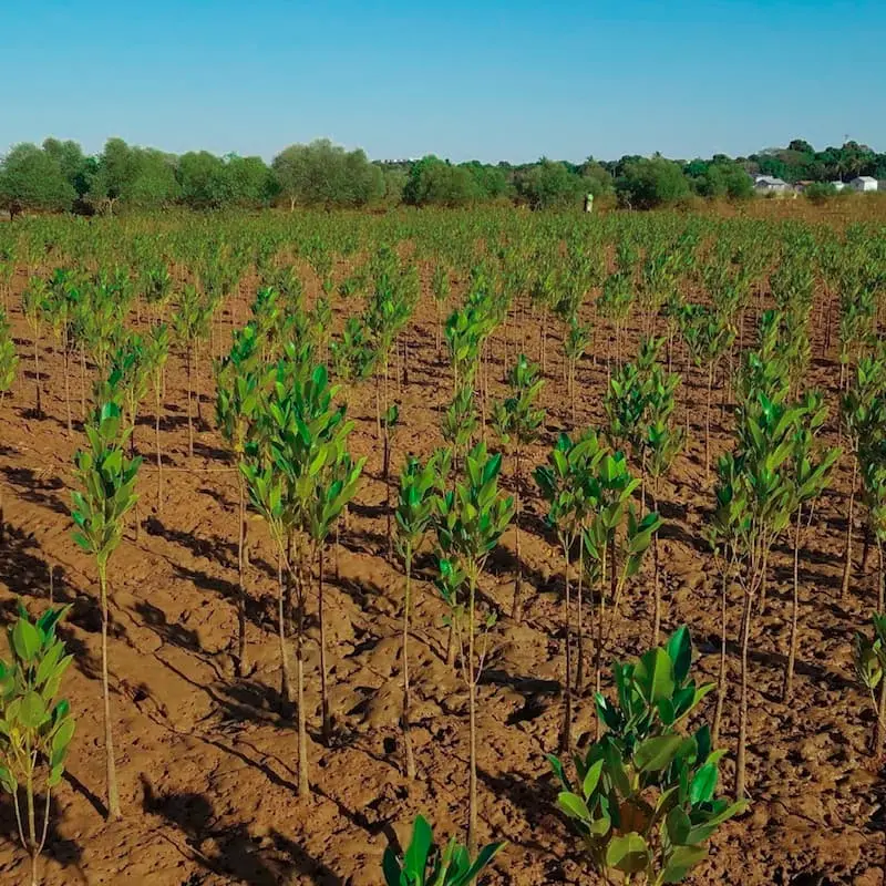 A field planted with tree seedlings