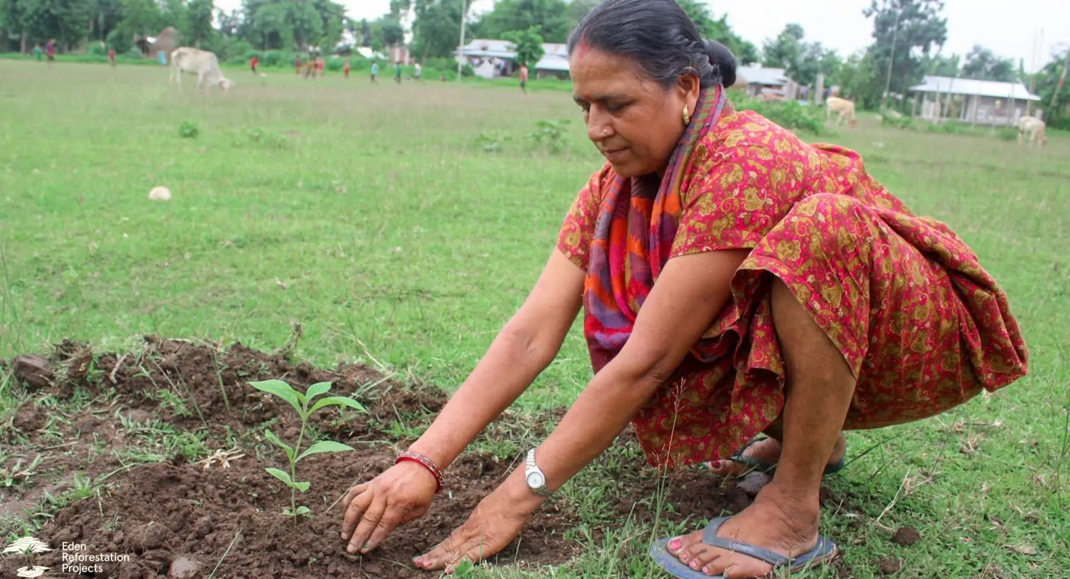 A women planting a tree seedling