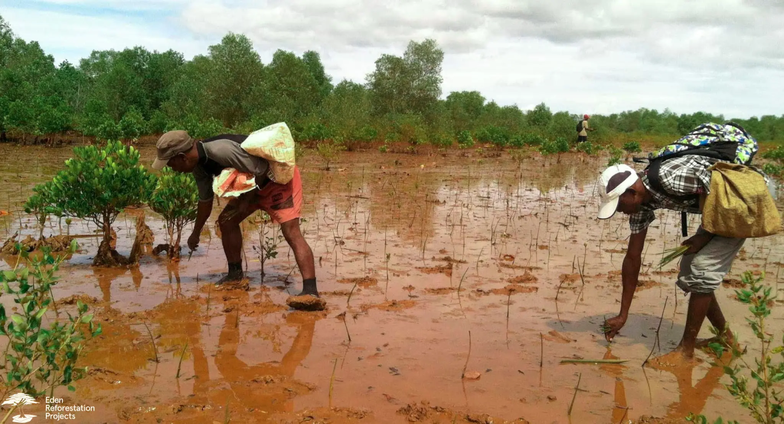 Two men planting tree seedlings in a wet field