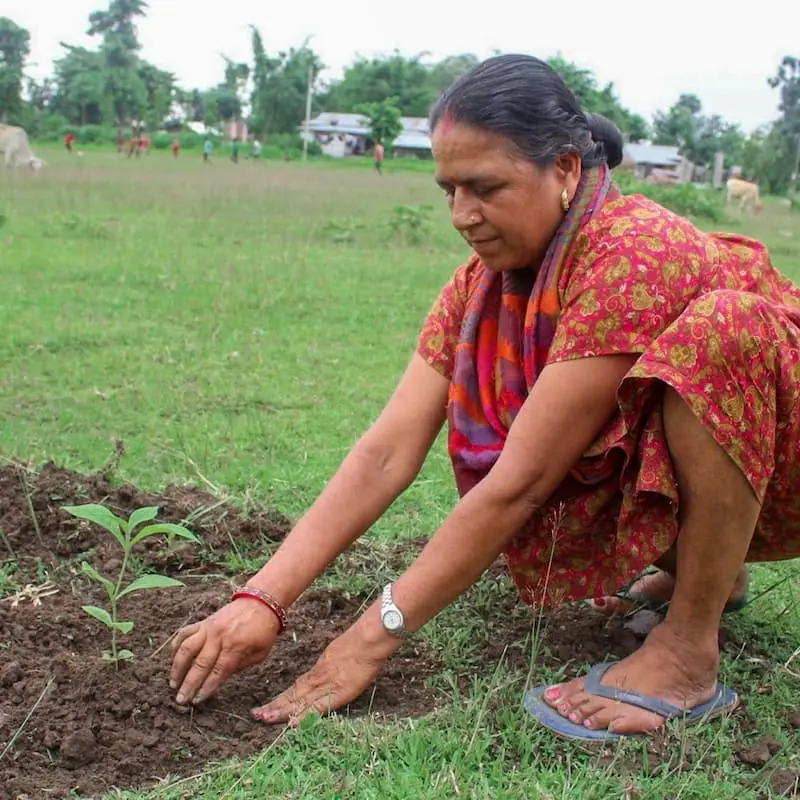 A women planting a tree seedling