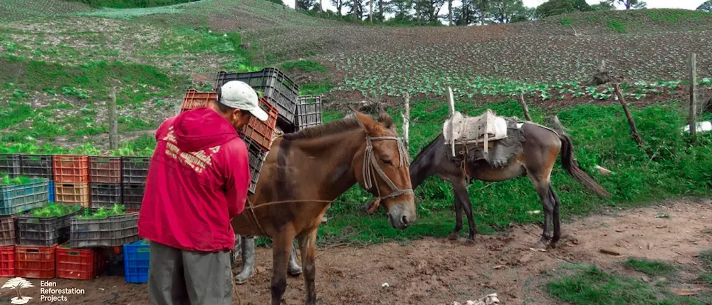 A man tying tree baskets to a mules back