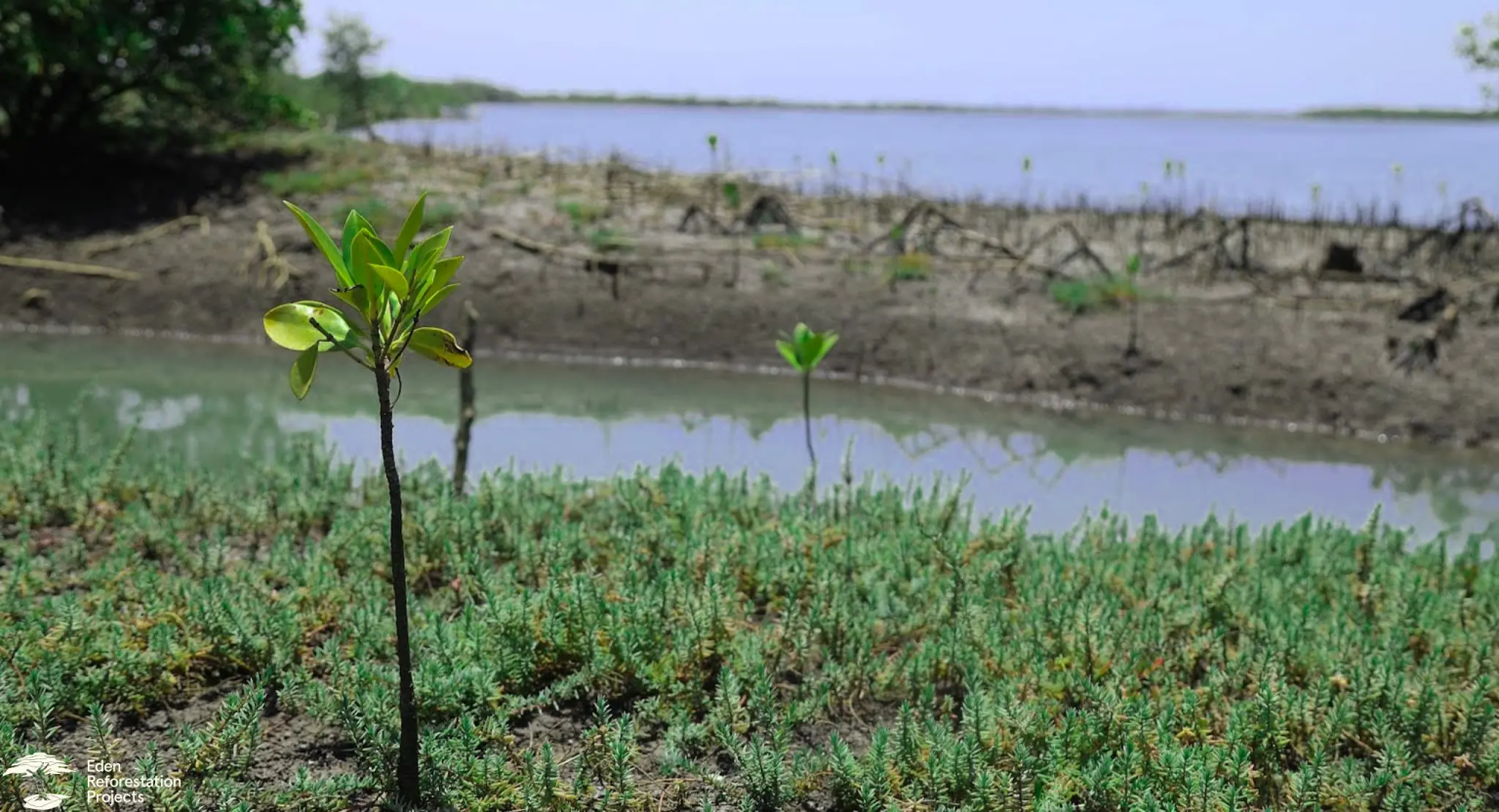 A close up of a planted tree seedling with a lake behind it