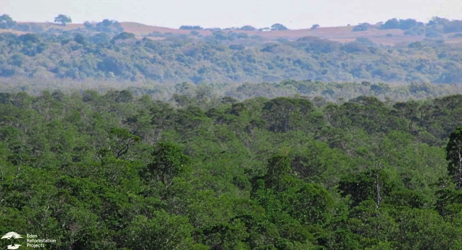 A top view of a forest