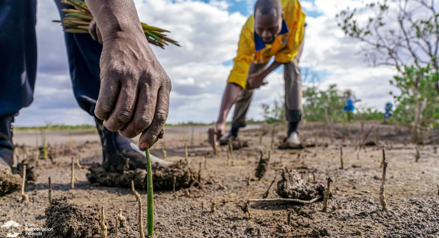 A close up of two men planting tree seedlings