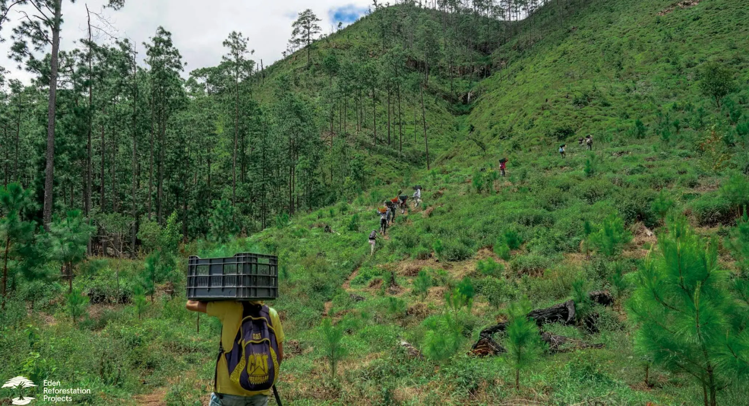 A group of tree planters hiking up a hill with boxes of tree seedlings