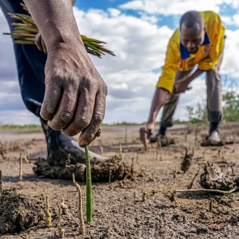 A close up of two men planting tree seedlings