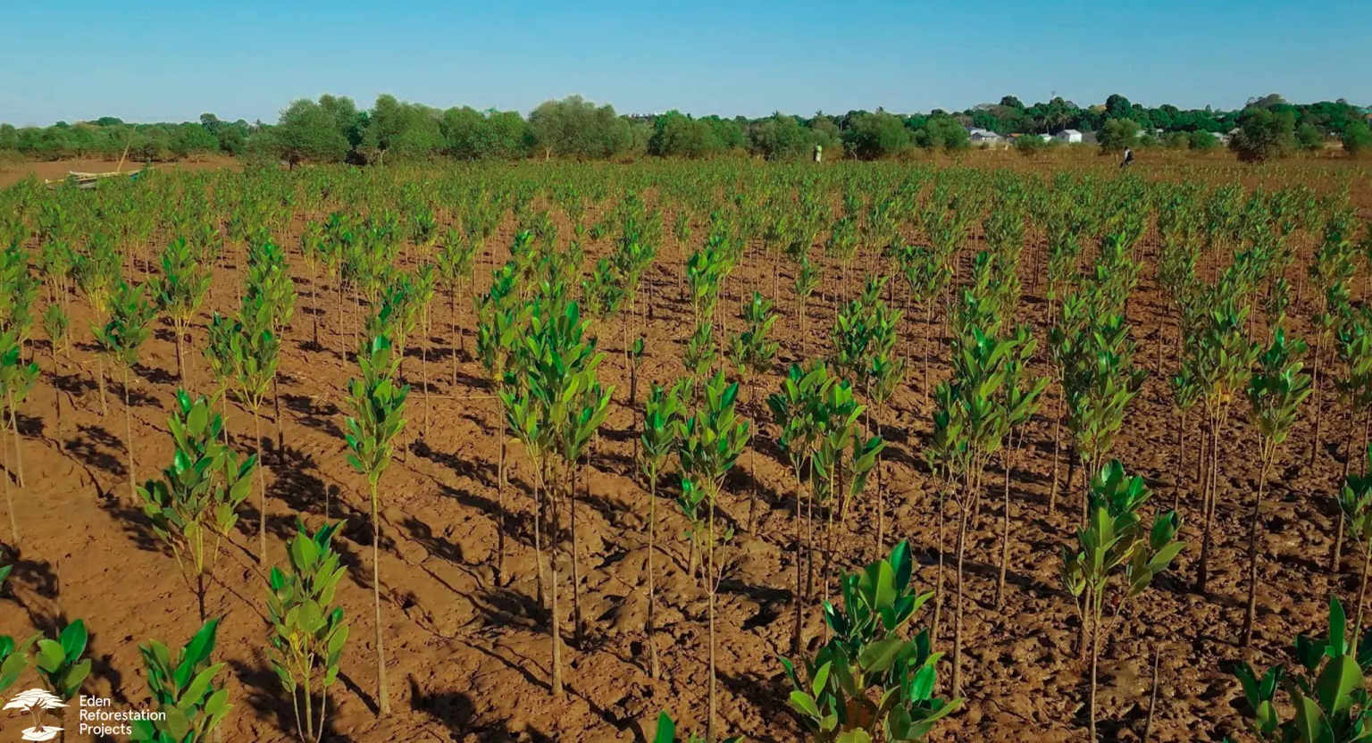 A field planted with tree seedlings