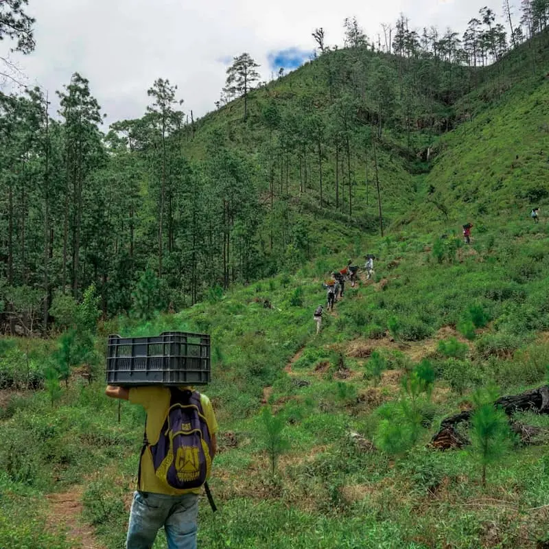 A group of tree planters hiking up a hill with boxes of tree seedlings