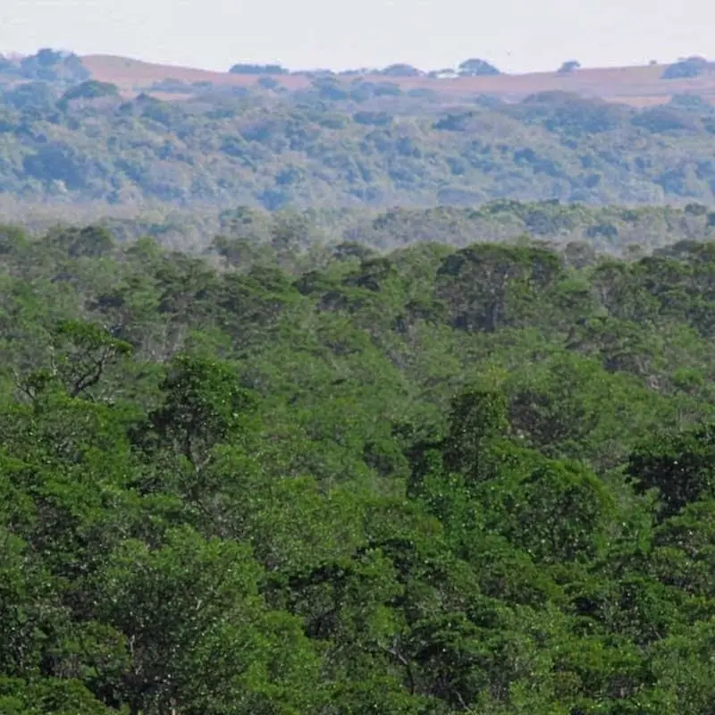 A top view of a forest