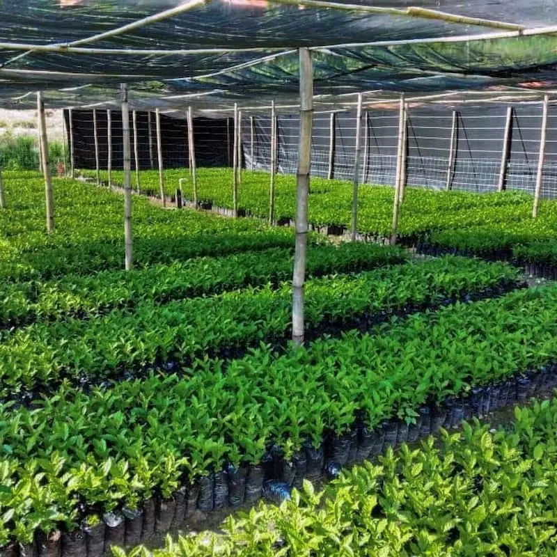 A greenhouse full of tree seedlings