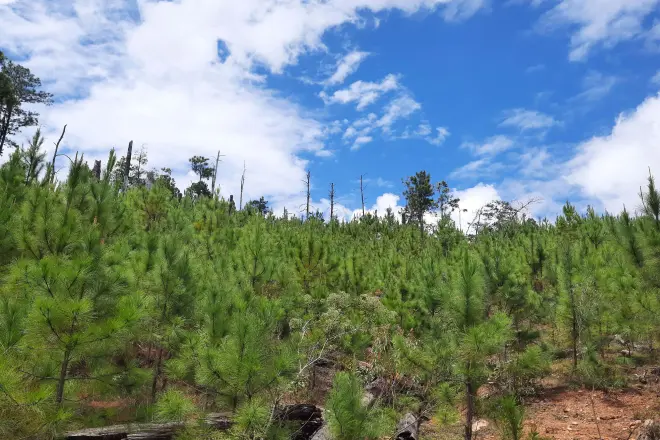 A low view of a sapling forest