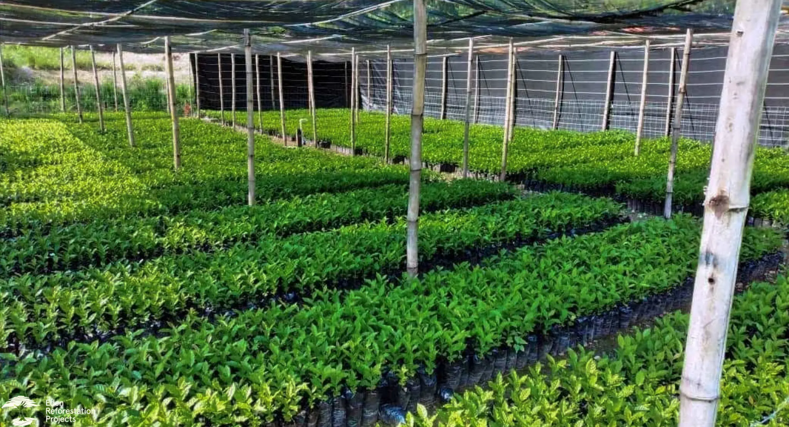 A greenhouse full of tree seedlings