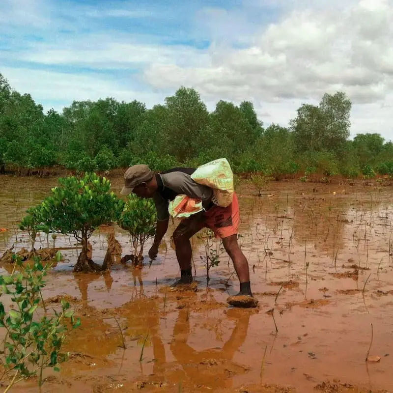 Two men planting tree seedlings in a wet field