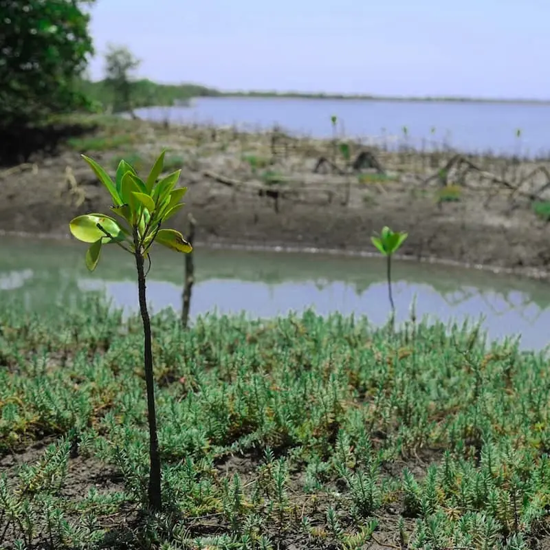 A close up of a planted tree seedling with a lake behind it