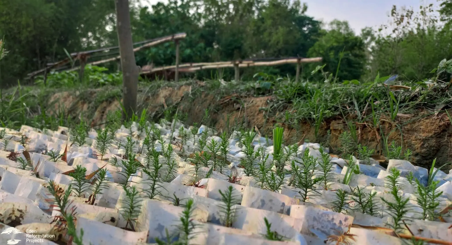 A close up shot of multiple tree seedlings